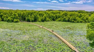 An aerial view of a wooden walkway in the middle of a lily pond.